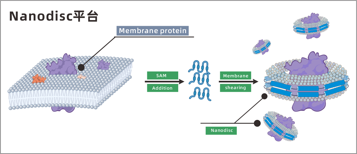 nanodisc