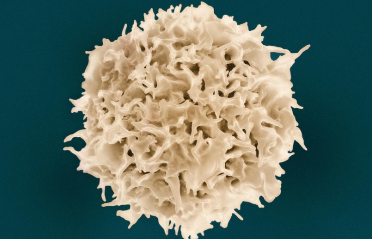 il2 nanobody t lymphocyte