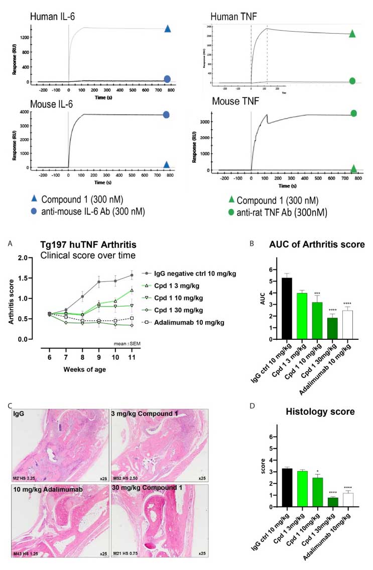 bispecific nanobodies can simultaneously target tnf il6 inhibit the development of rheumatoid arthritis ra