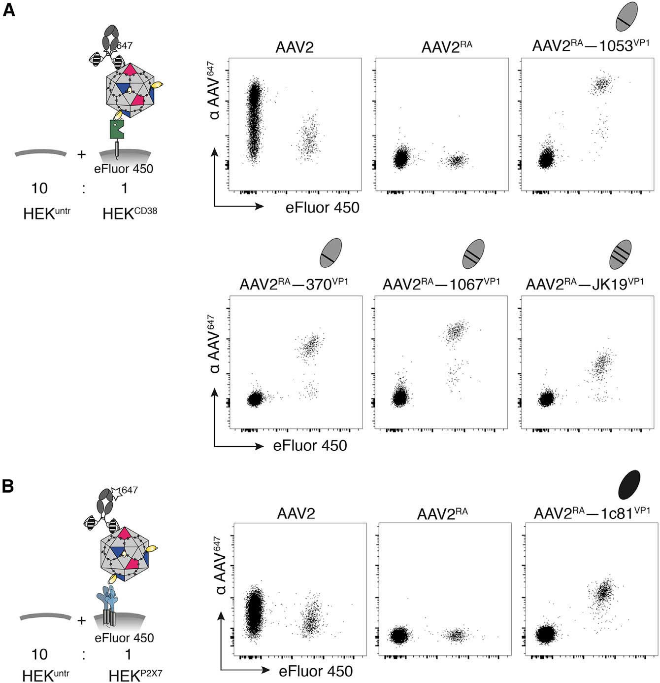 nb aav fig3