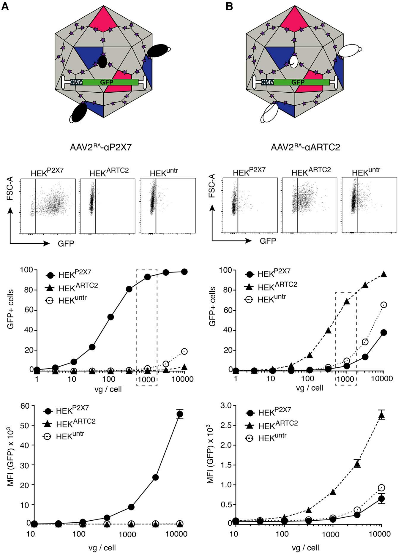 nb aav fig4