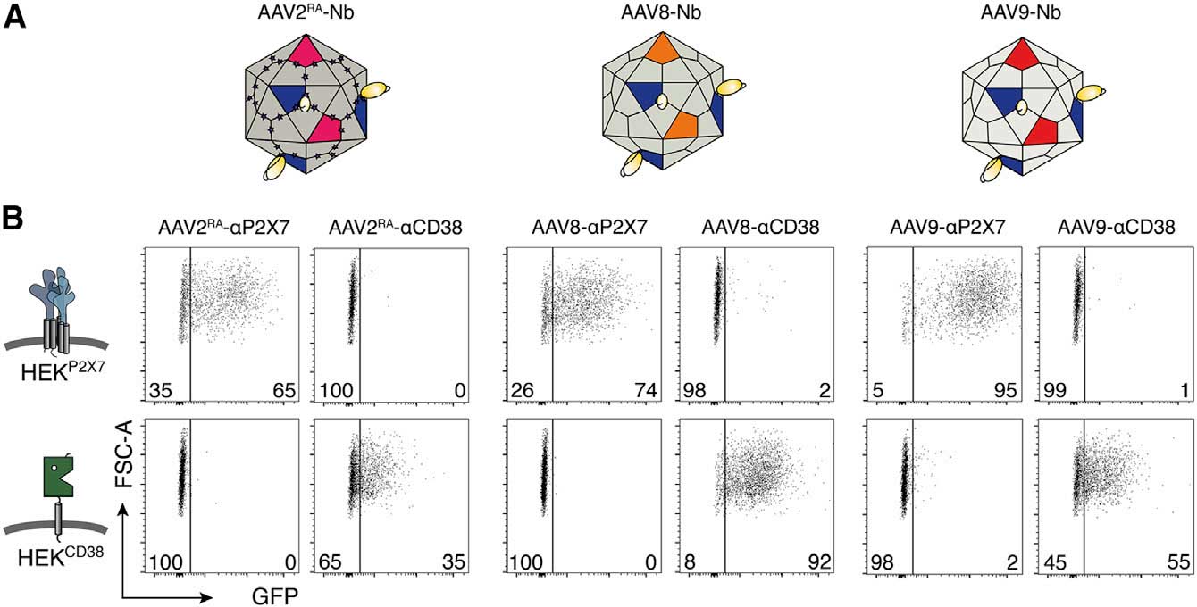 nb aav fig5