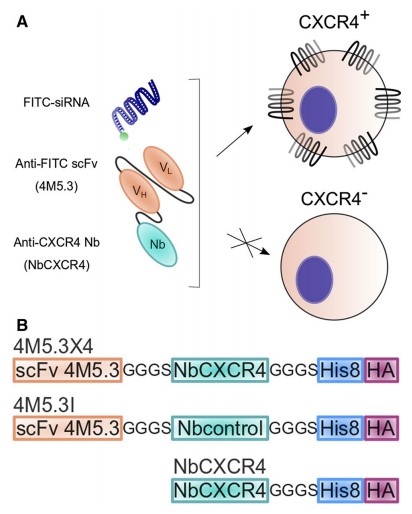 nb chemokines cxcr4 text part 2