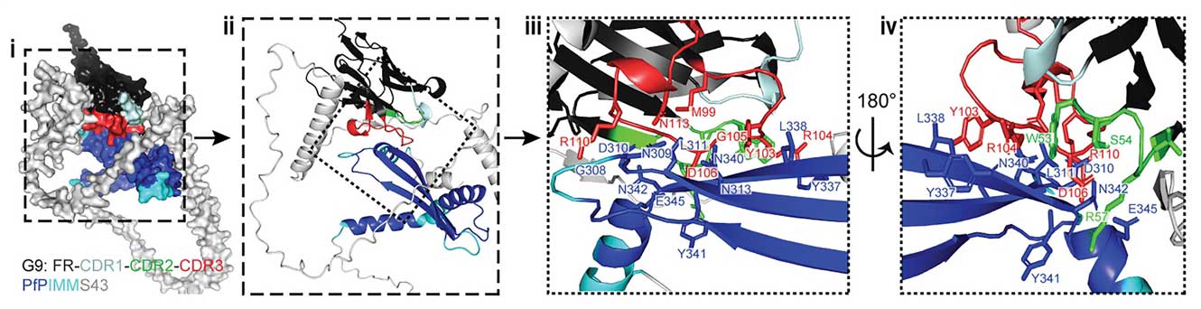 nb malaria fig 4