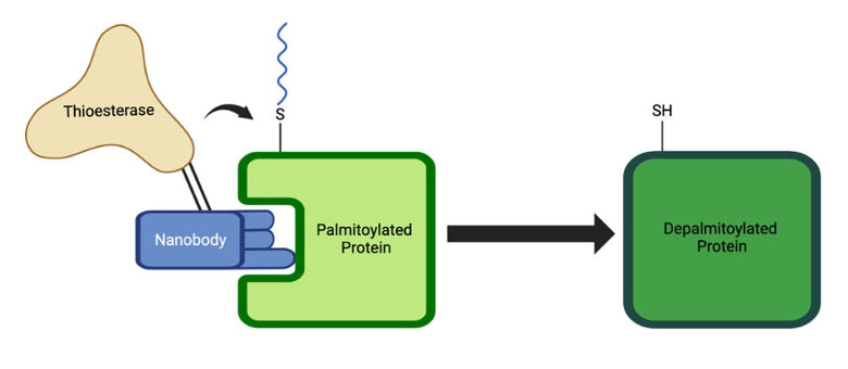 nb ptm fig 1