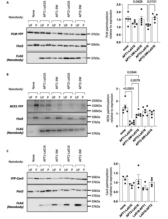 nb ptm fig 3