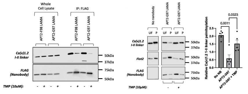 nb ptm fig 4