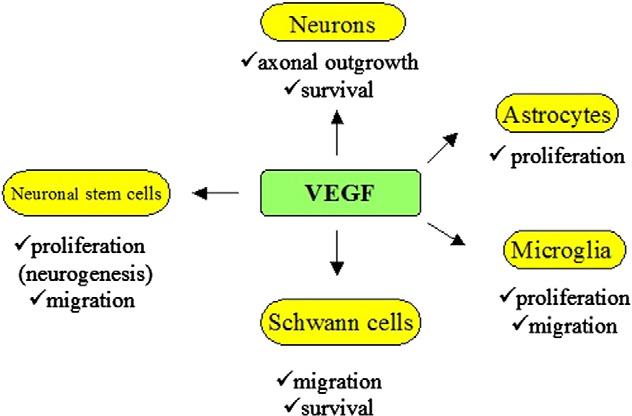 part 3 vegfr2 influence