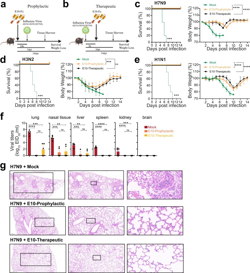 influenza fig 3