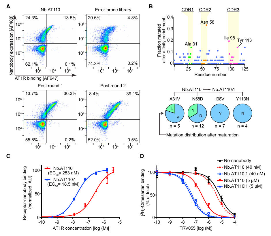 fig2 at1r gpcr