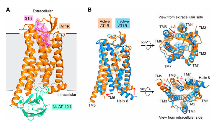 fig3 at1r gpcr