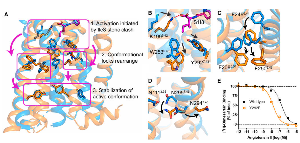 fig5 at1r gpcr