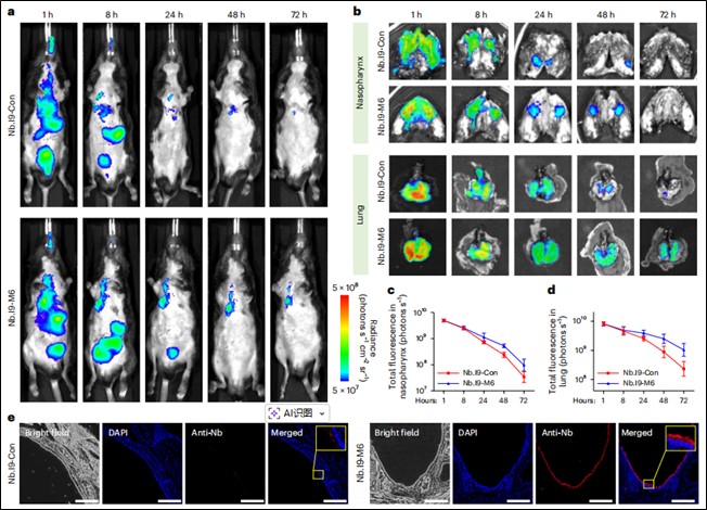 nbs muc5ac nbi9m6 fig3