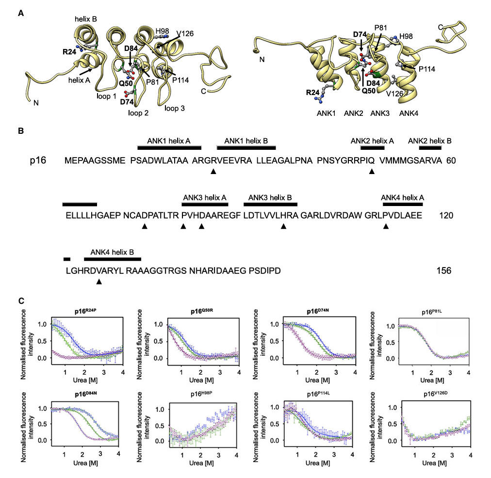nbs stability p16 fig4