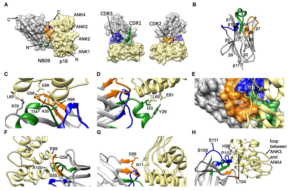 nbs stability p16 fig5