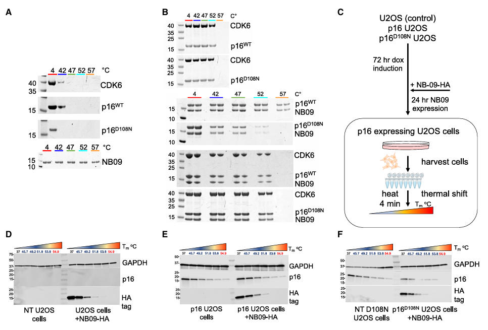 nbs stability p16 fig6