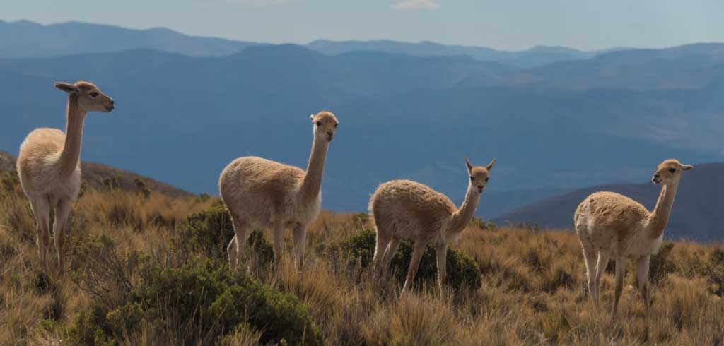 rep imm of alpacas pic1