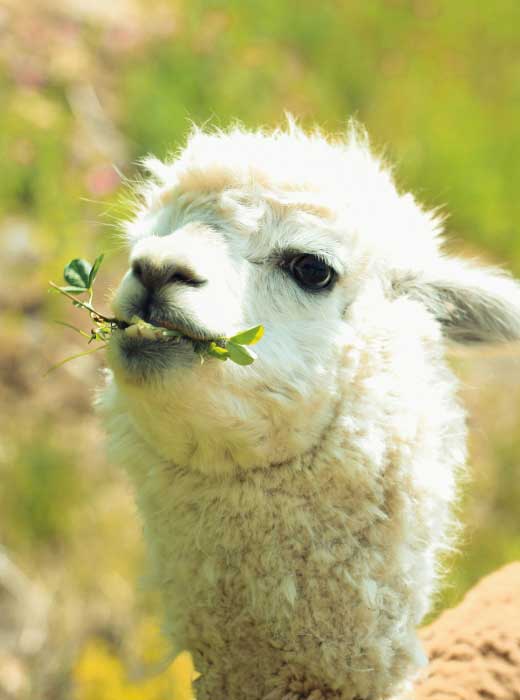 rep imm of alpacas pic3