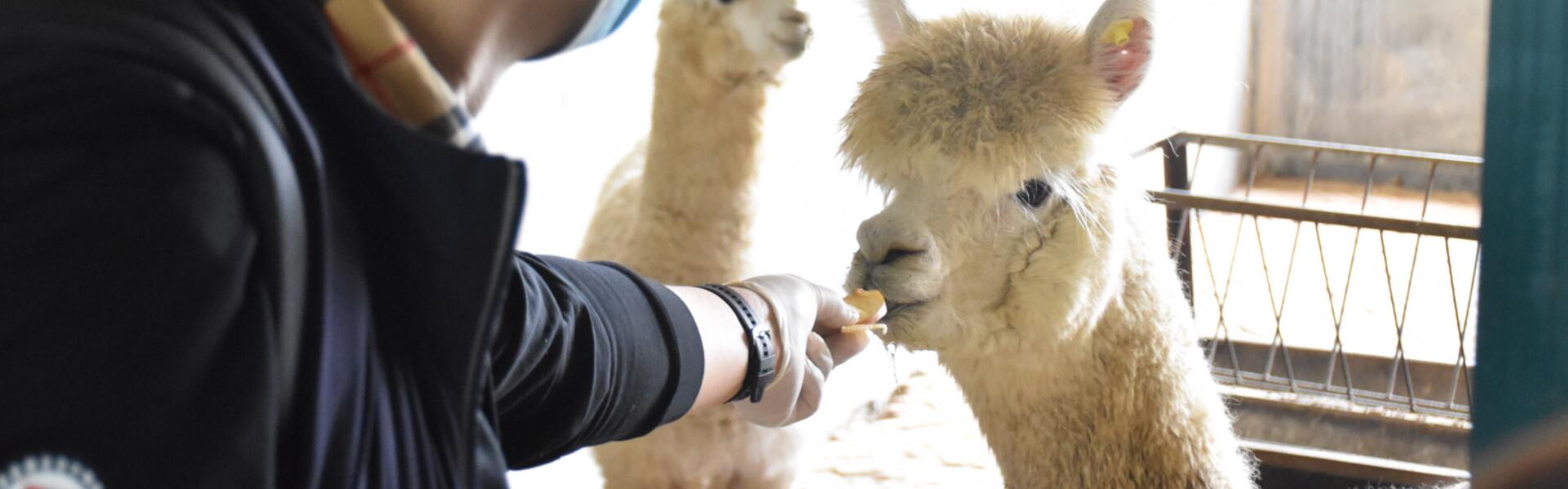 打破生物技术封锁，“神兽”肩负使命