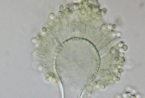 运用纳米抗体检测黄曲霉毒素是一种极为有效的策略和工具