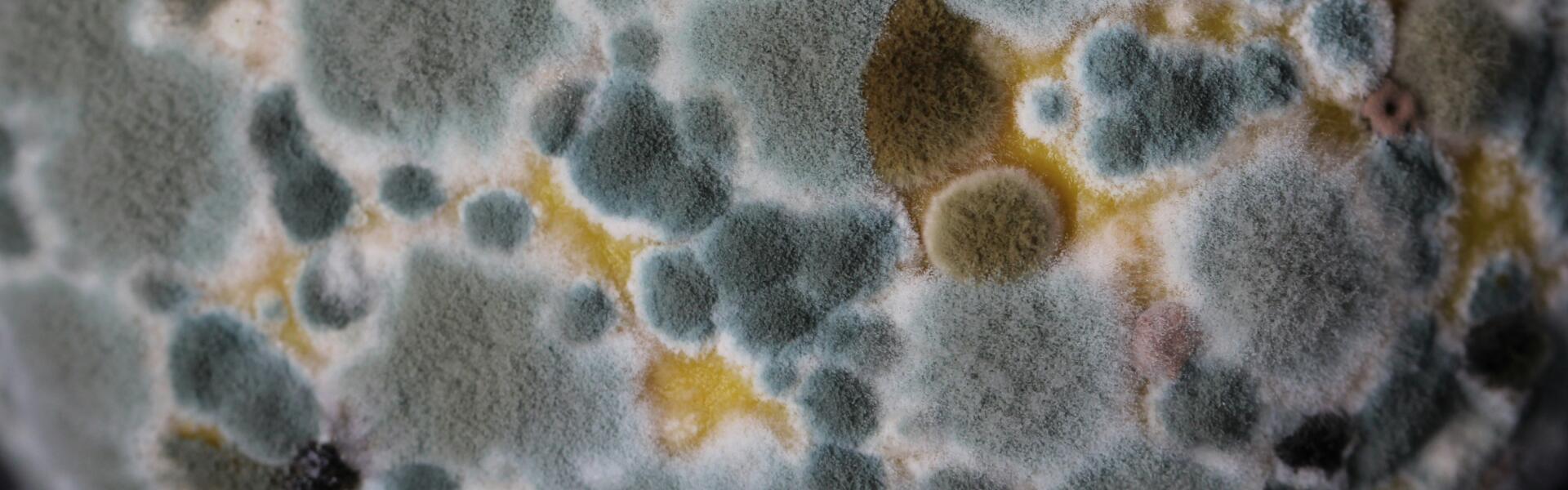 运用纳米抗体检测黄曲霉毒素是一种极为有效的策略和工具