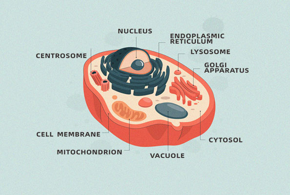 哺乳动物展示平台