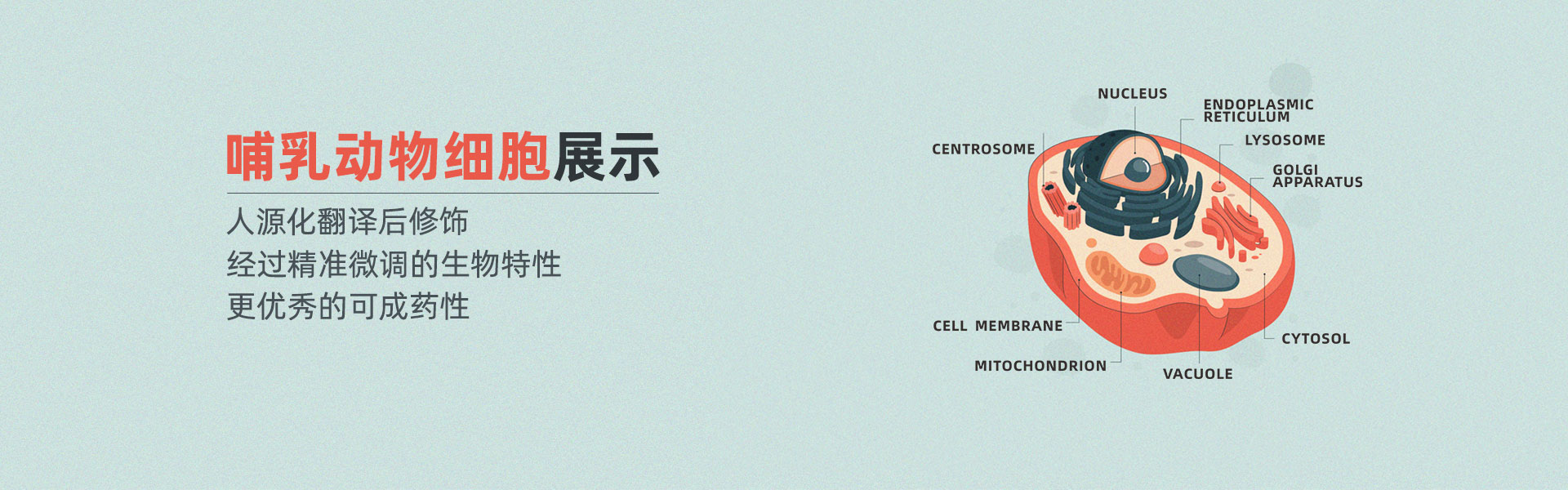 抗体发现全能利器：哺乳动物细胞展示技术