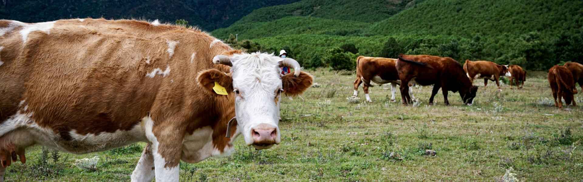 纳米抗体在畜牧业的应用研究