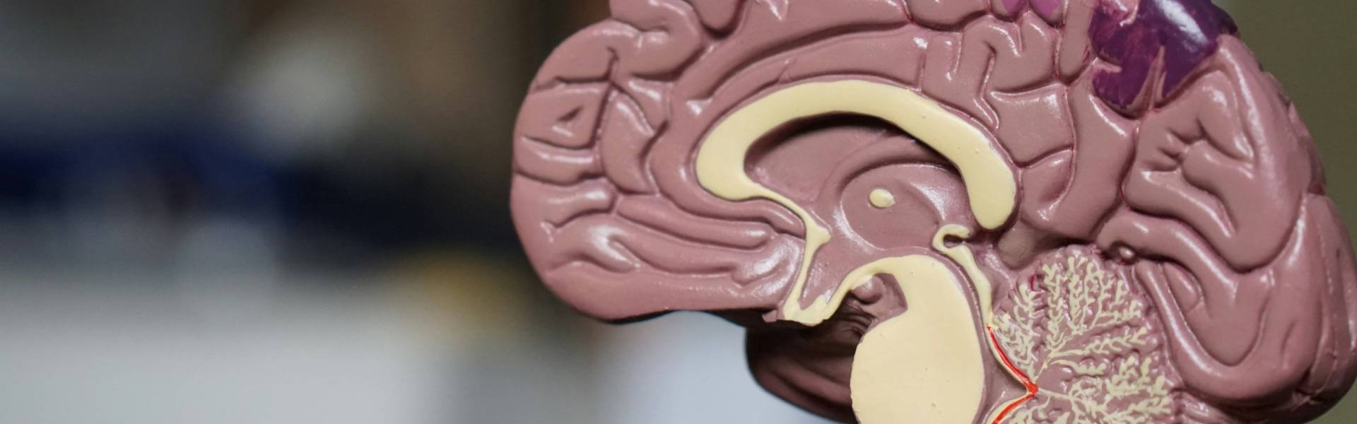 如何破解记忆橡皮，阿尔茨海默症成药有新发现