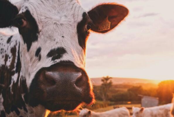 纳米抗体在畜牧业的应用研究