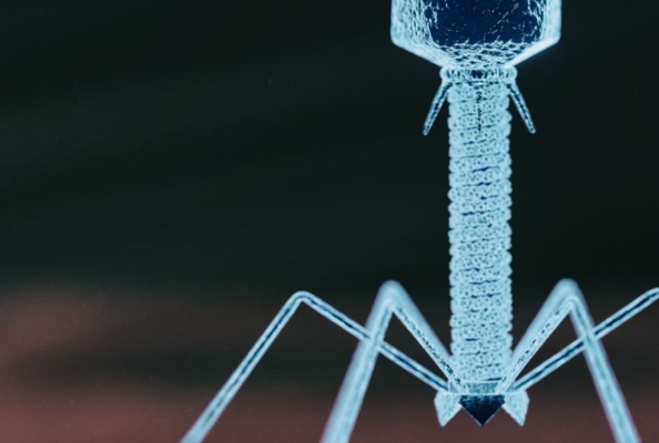 Nabphage改良噬菌体展示