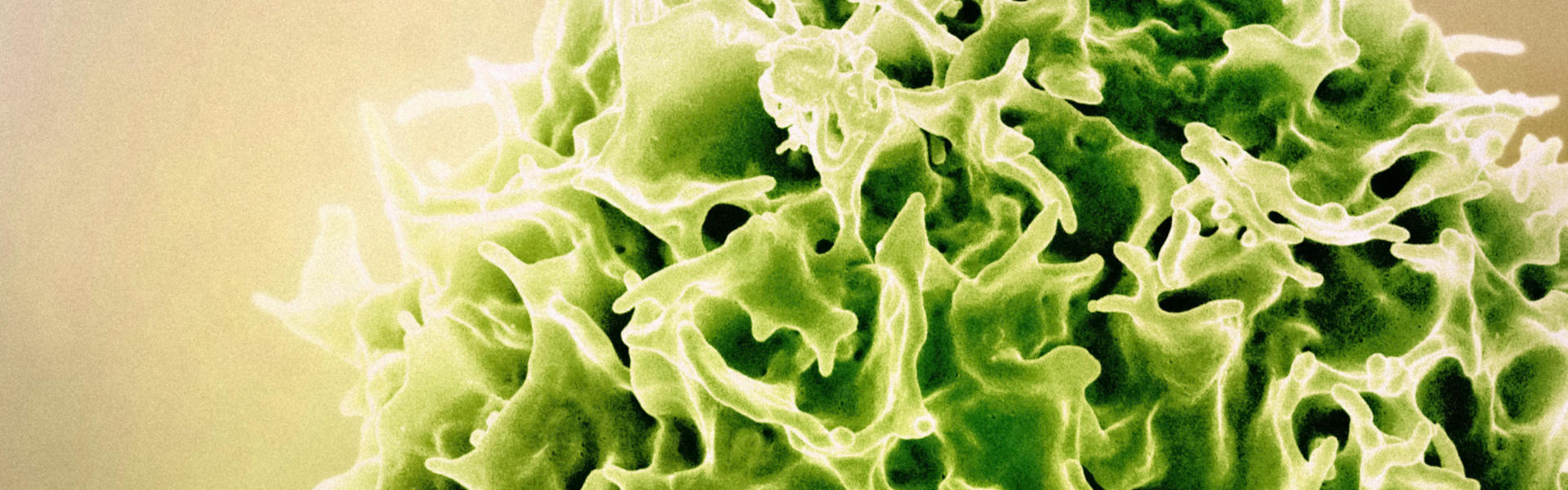 纳博生命免疫文库：助力CD5治疗性药物研究