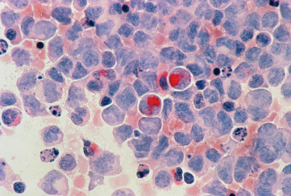 纳博生命CD19免疫文库：助力B细胞相关疾病药物研究