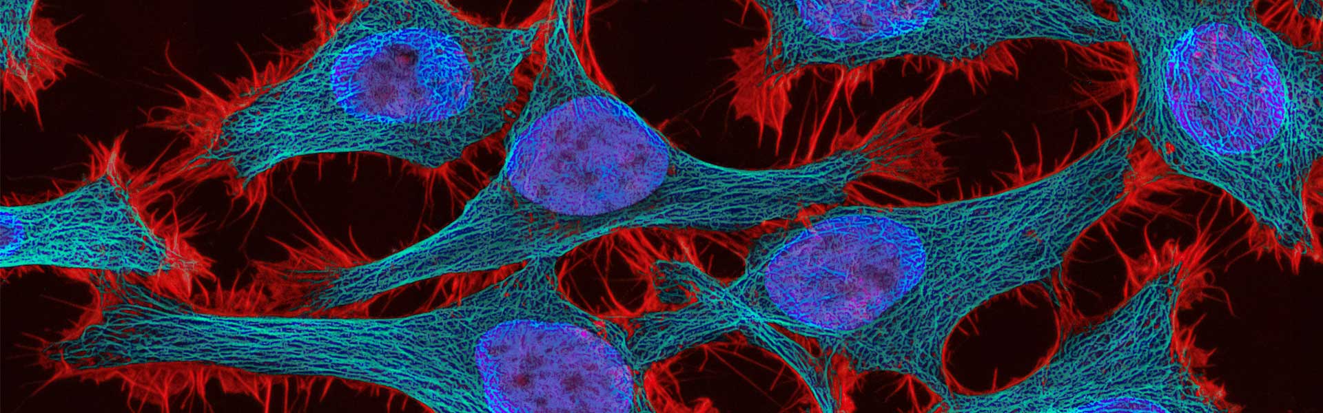 纳米抗体靶向递送策略：STING激动剂的强效抗癌突破