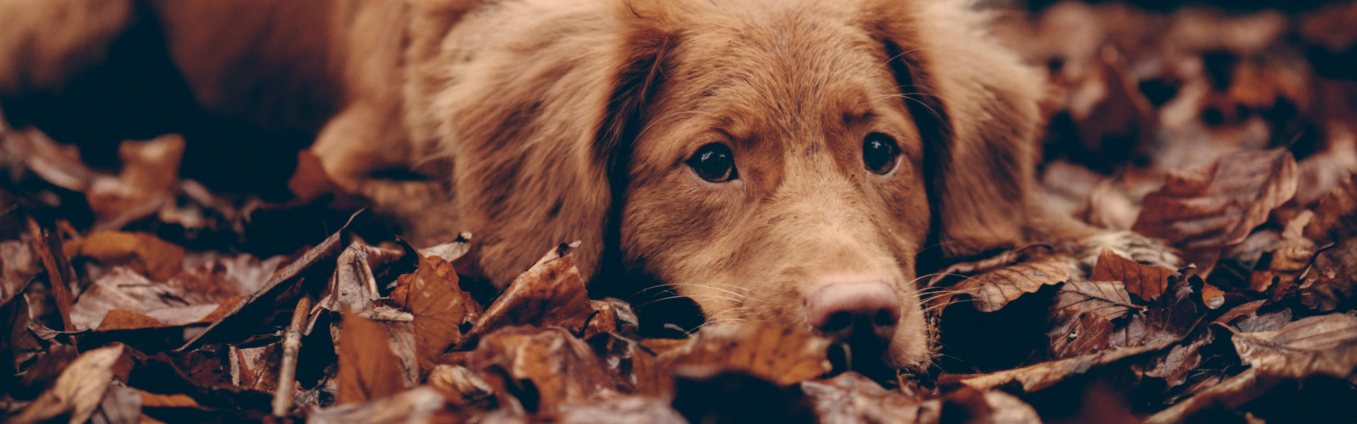 纳米抗体赋能犬类癌症免疫治疗，开启伴侣动物健康新纪元