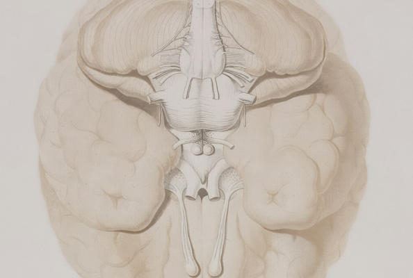 脑神经治疗新突破：靶向mGlu改善NMDA受体功能低下相关行为缺陷