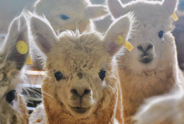 以匠心养殖铸就优质羊驼免疫服务丨带你沉浸式体验羊驼投喂