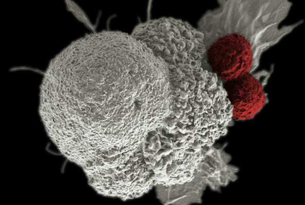c-MET靶点临床应用到纳米抗体药物开发