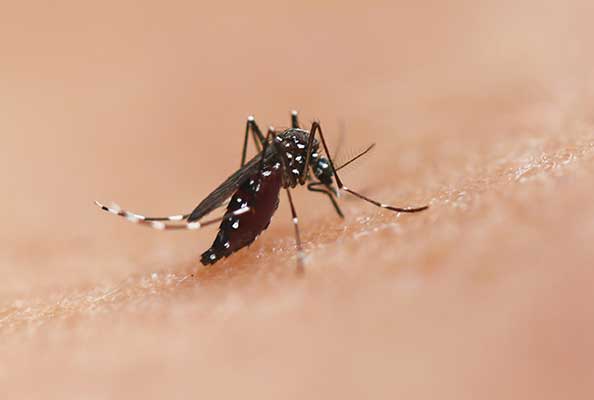 疟疾传播阻断的精准生物防控机制