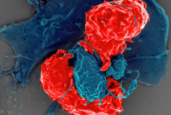 CD8靶点：驱动精准免疫治疗的核心引擎