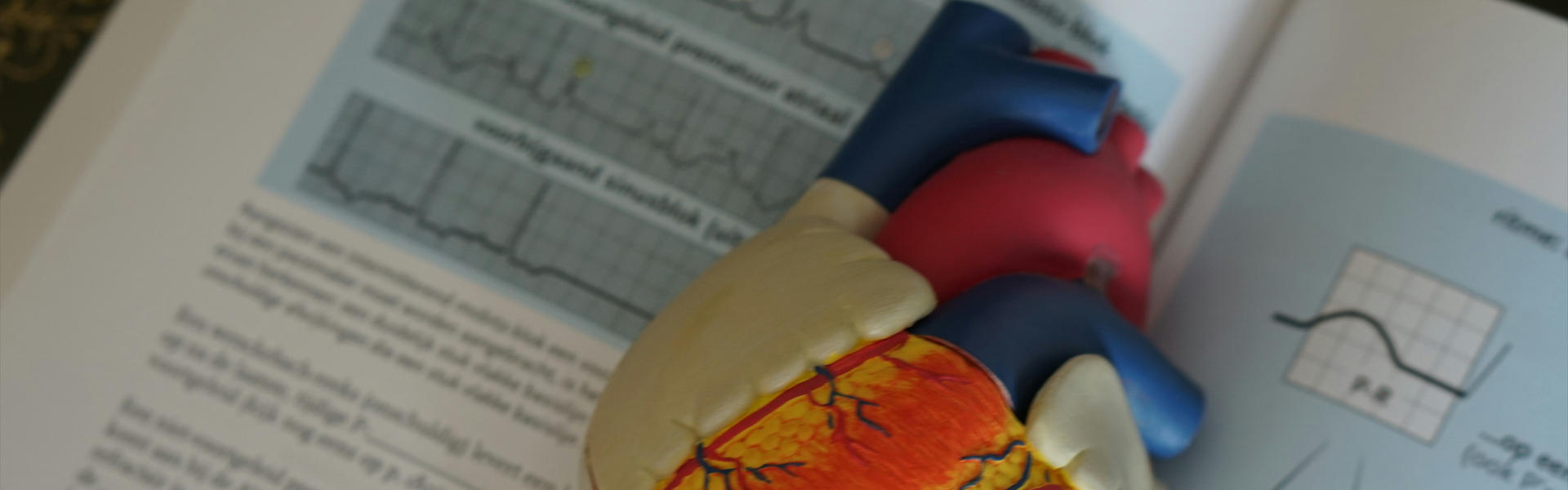 心动过缓的新希望？纳米抗体激动剂NB5成功提升人源心肌细胞起搏频率