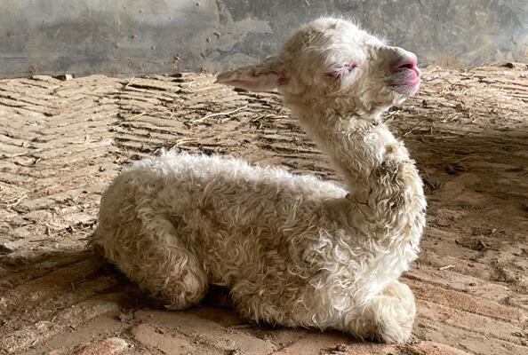 服务科研不息，纳博新成员诞生！