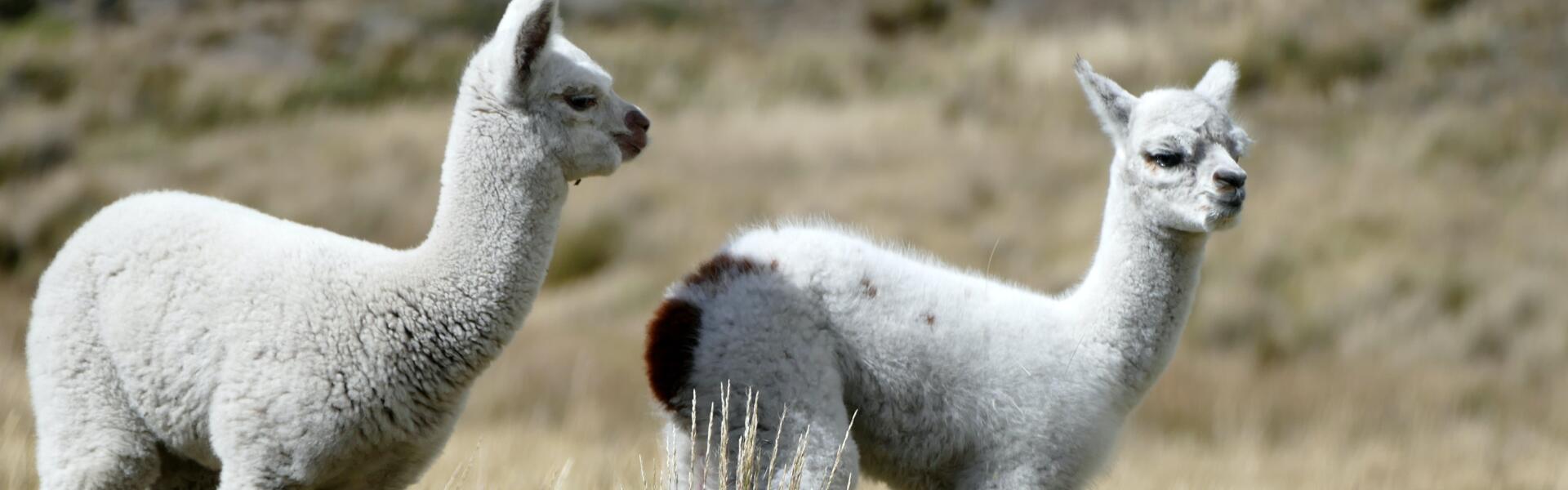服务科研不息，纳博新成员诞生！