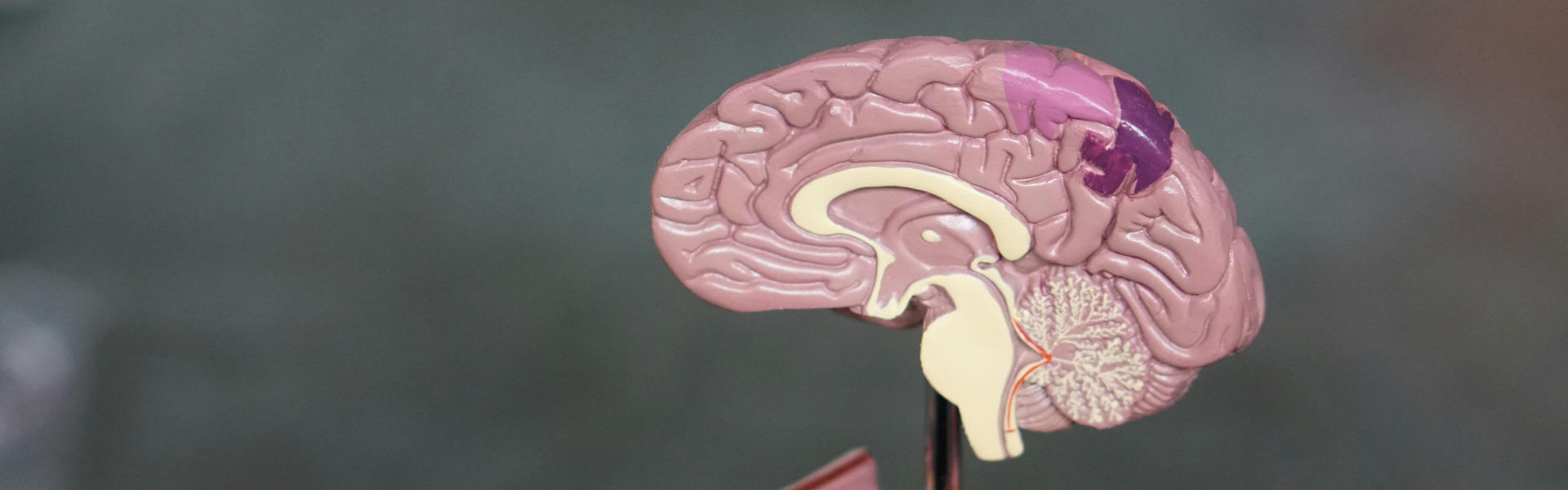 脑神经治疗新突破：靶向mGlu改善NMDA受体功能低下相关行为缺陷