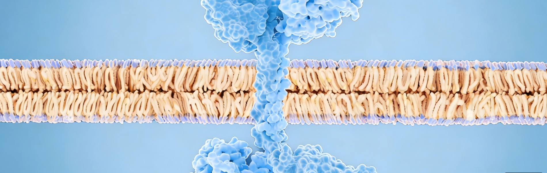 靶点深度解析｜EGFR/HER3双靶协同破局实体瘤耐药——HDM2024美国IND获批背后的靶点逻辑